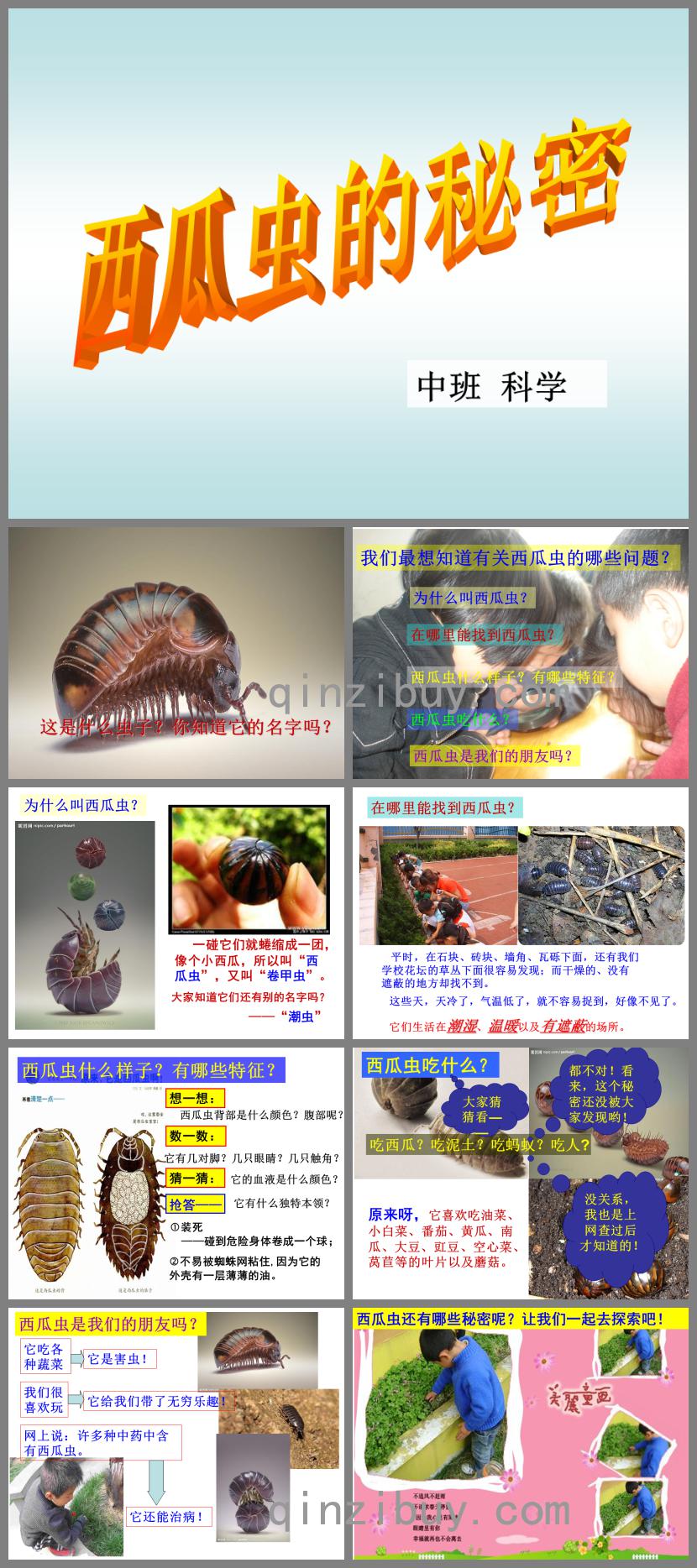 中班科學(xué)西瓜蟲的秘密PPT課件