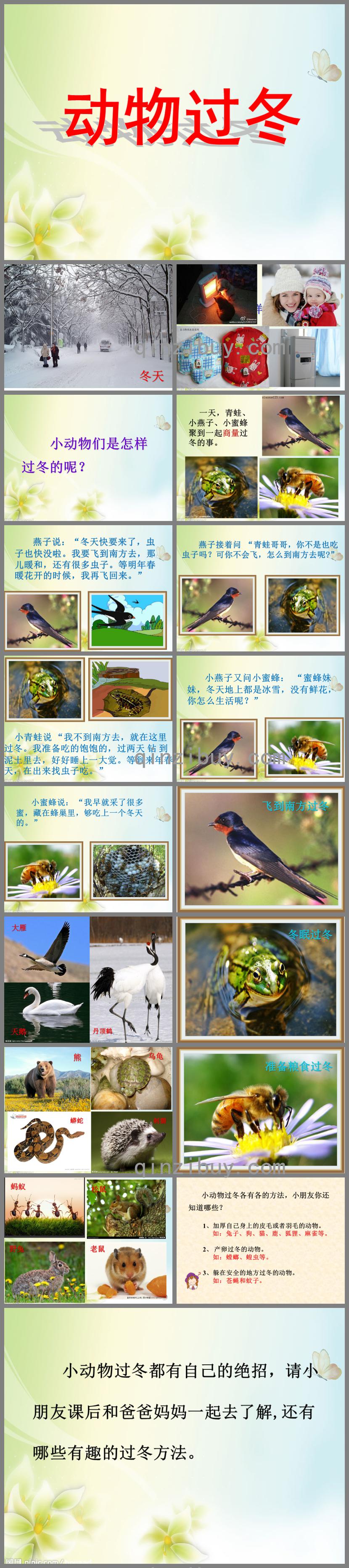 大班動物過冬PPT課件