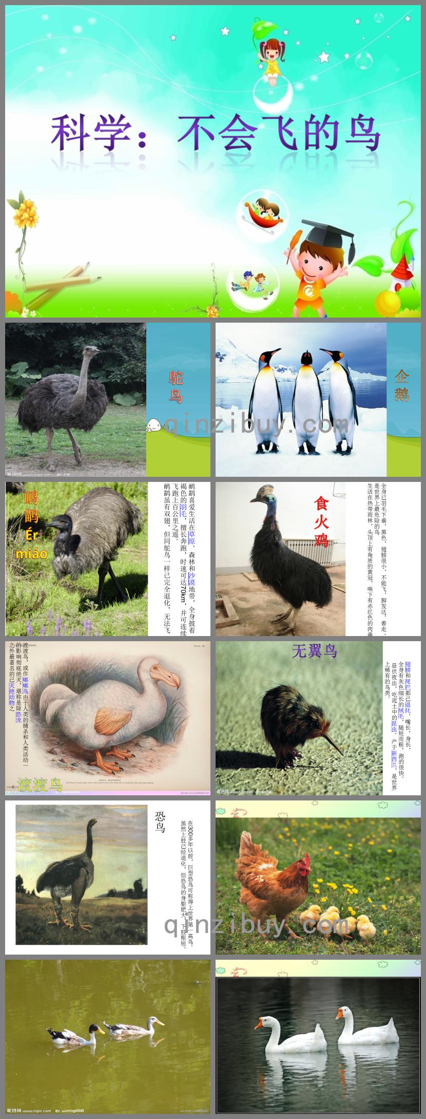 中班科學活動不會飛的鳥PPT課件