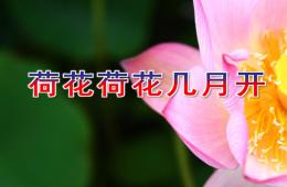 中班語言荷花荷花幾月開PPT課件