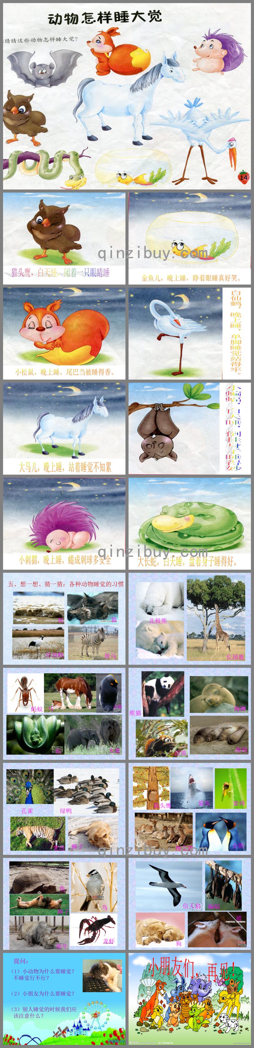 中班科學(xué)動(dòng)物怎樣睡大覺PPT課件
