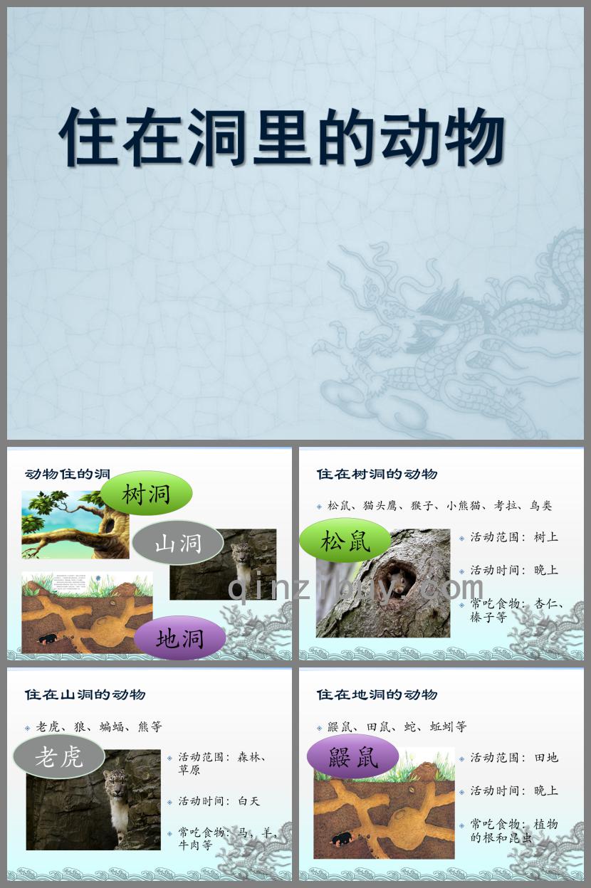 中班科學(xué)住在洞里的動(dòng)物PPT課件