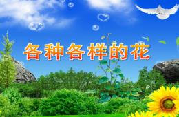 幼兒園各種各樣的花PPT課件