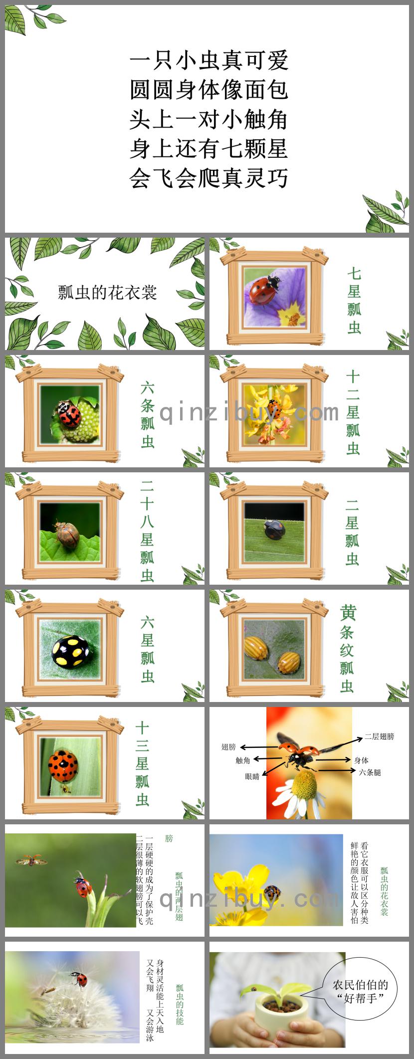 幼兒園美術(shù)瓢蟲(chóng)的花衣裳PPT課件