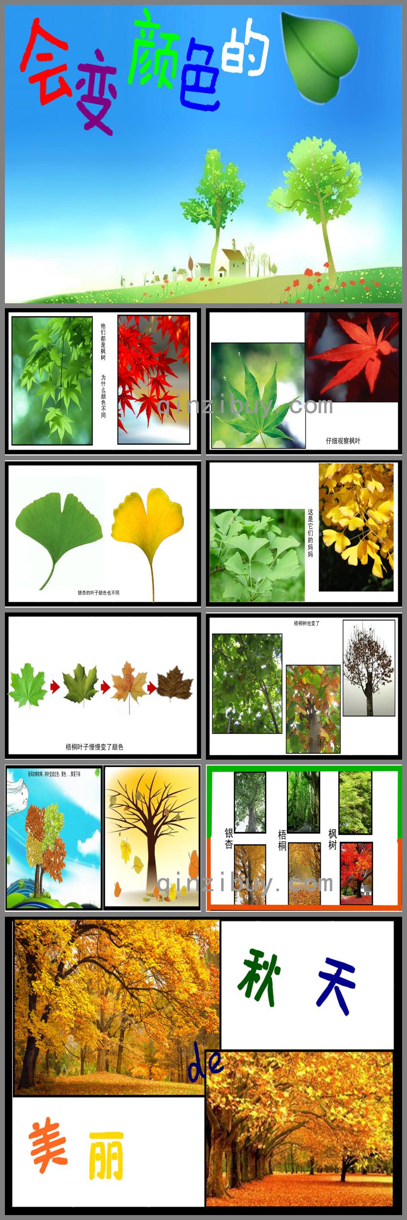 中班科學(xué)會(huì)變顏色的樹葉PPT課件