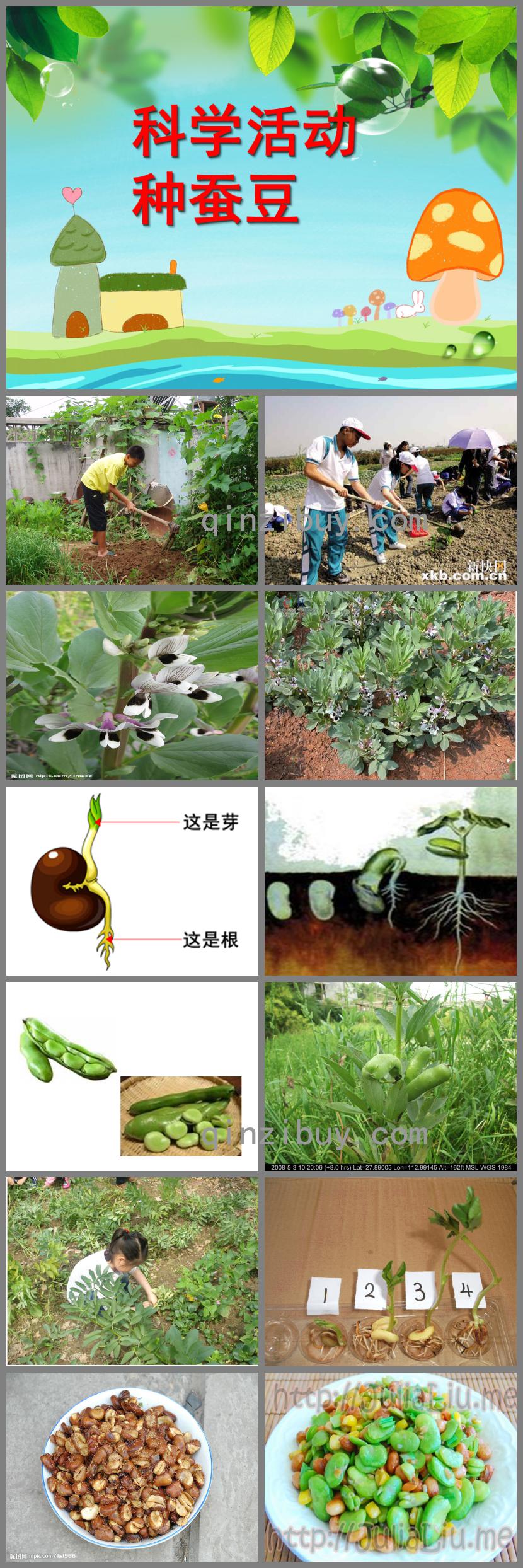 中班科學優質課種蠶豆PPT課件