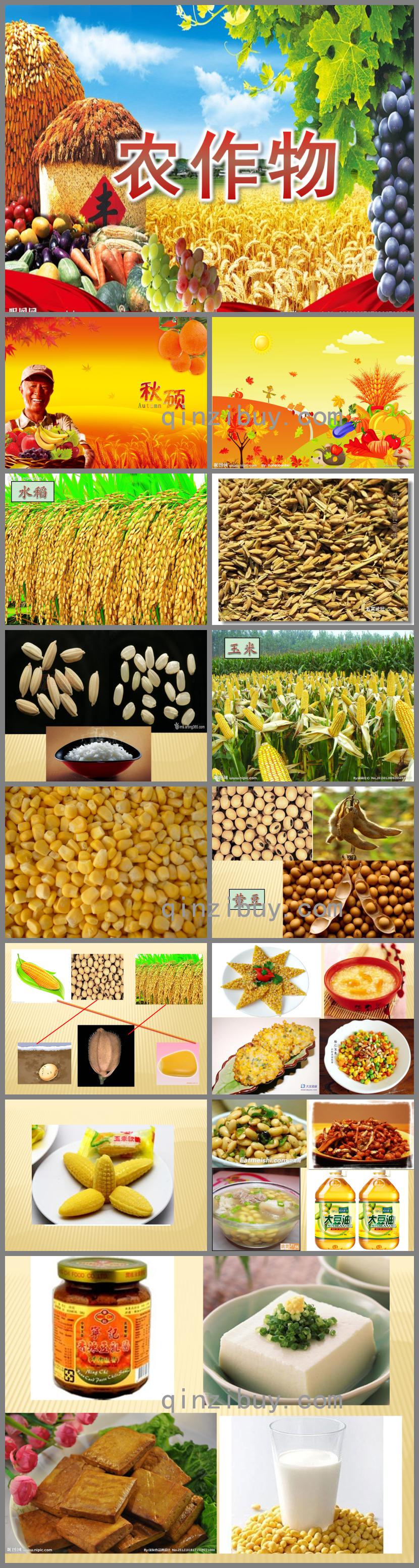 中班科學(xué)農(nóng)作物PPT課件
