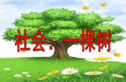 中班社會一棵樹PPT課件