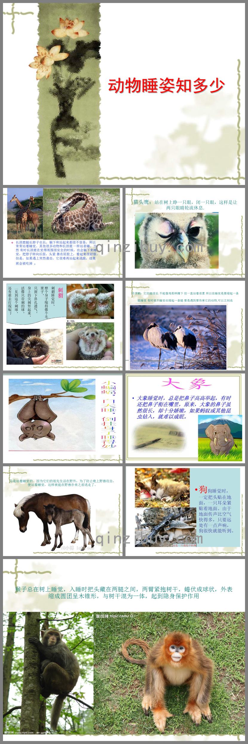 中班科學動物睡姿知多少PPT課件