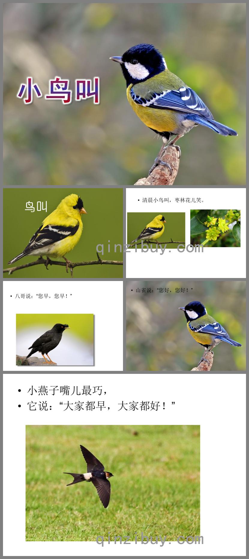 小班語言小鳥叫PPT課件