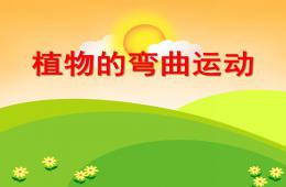 中班科學植物的彎曲運動PPT課件