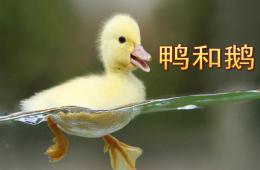 小班音樂(lè)鴨和鵝PPT課件