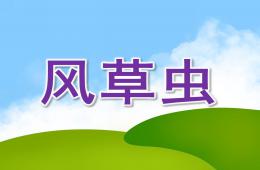 中班語言風草蟲PPT課件