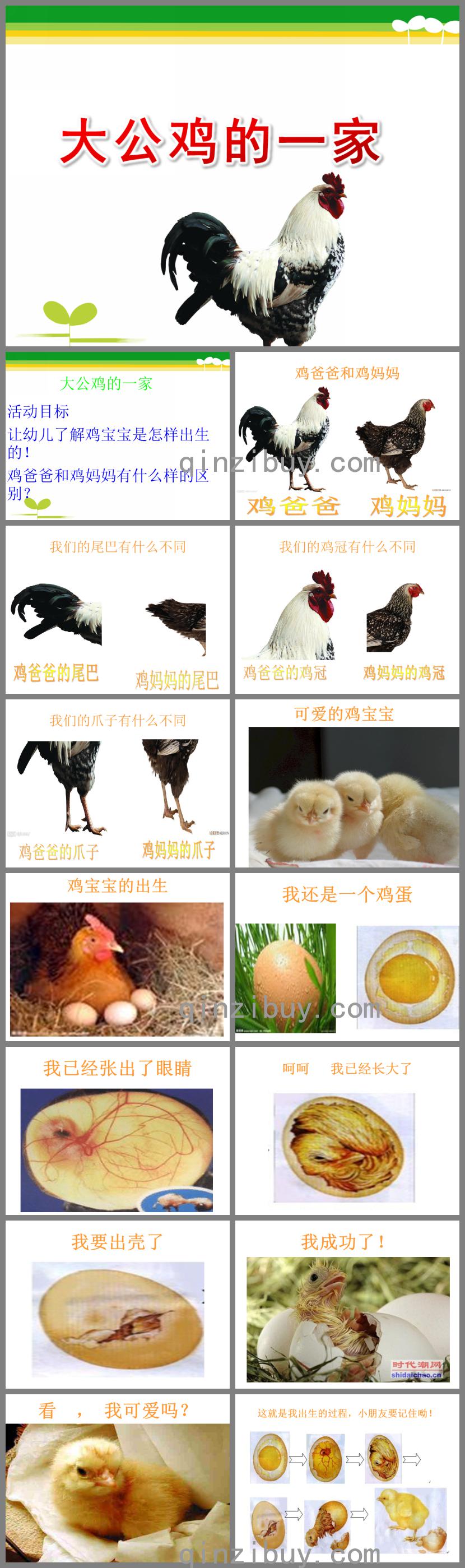 小班活動大公雞的一家PPT課件