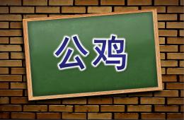 中班美術公雞PPT課件