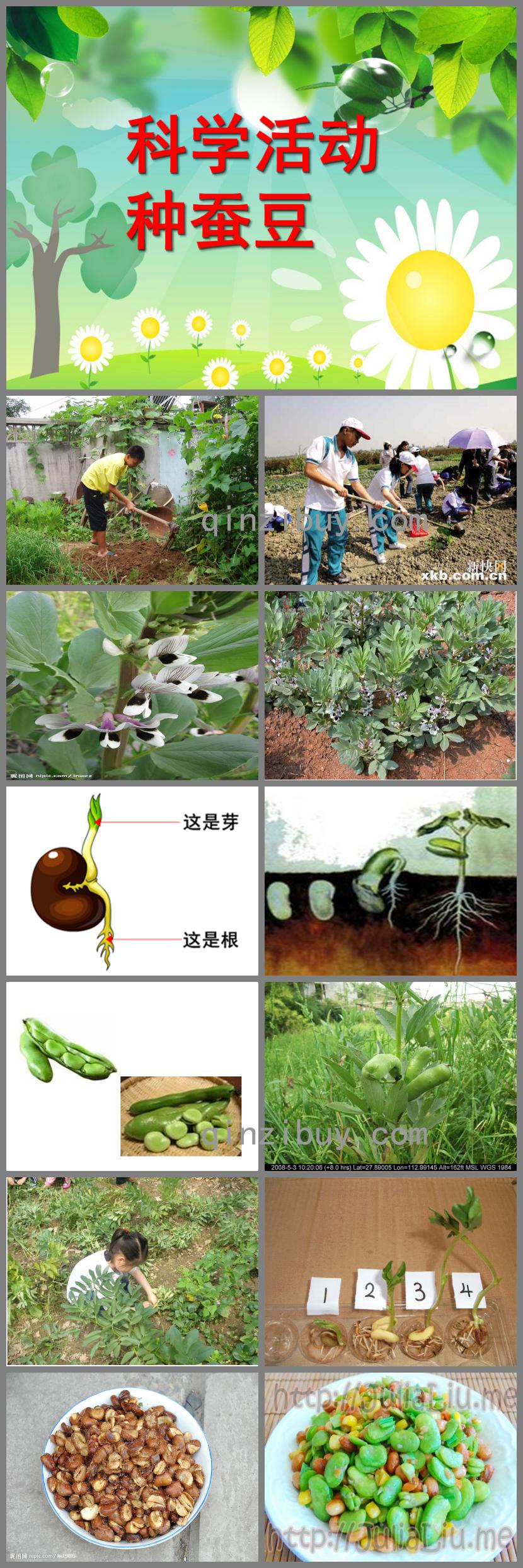 幼兒園科學(xué)活動(dòng)種蠶豆PPT課件