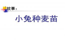 中班語言小兔種麥子PPT課件