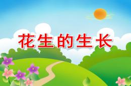 幼兒科學活動花生的生長PPT課件