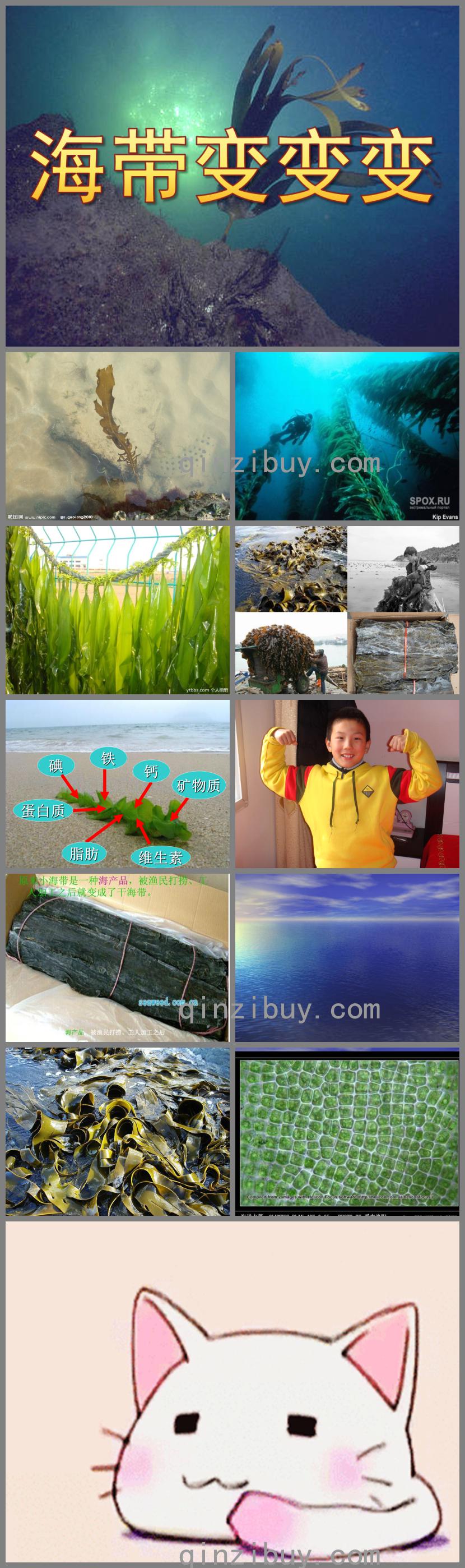 小班科學(xué)海帶變變變PPT課件
