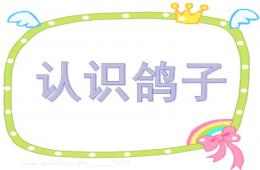 中班科學(xué)鴿子PPT課件