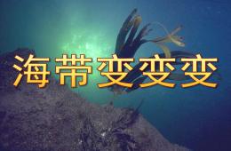 小班科學(xué)海帶變變變PPT課件