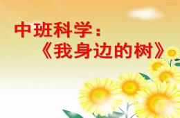 中班科學(xué)我身邊的樹PPT課件