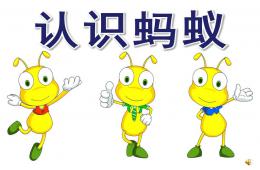 大班科學活動認識螞蟻PPT課件視頻音樂
