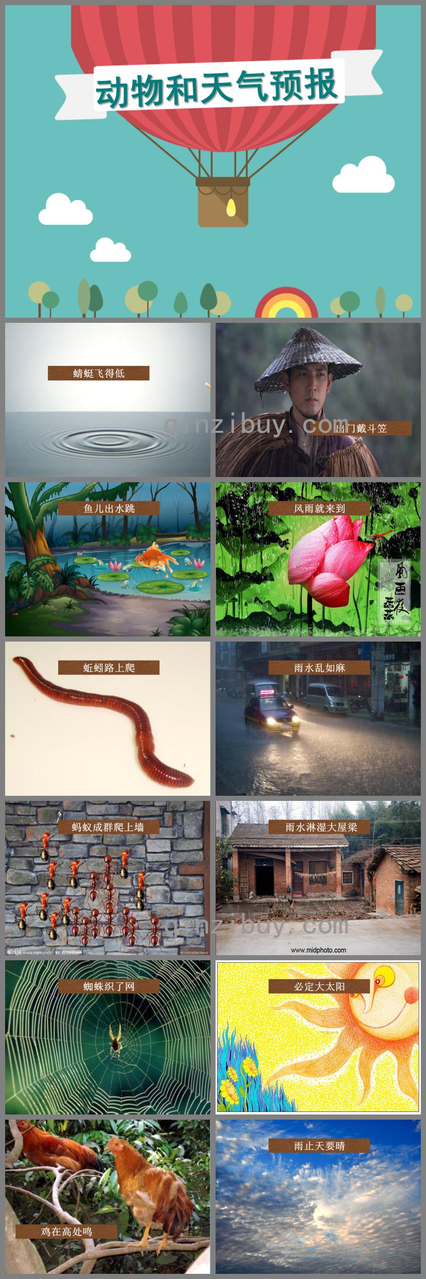 幼兒園科學活動動物和天氣預報PPT課件