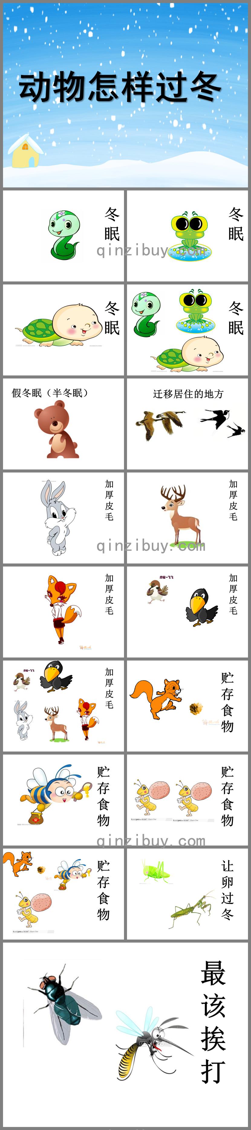 大班科學(xué)活動(dòng)課動(dòng)物怎樣過冬PPT課件