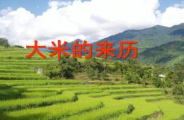 大班社會大米的來歷PPT課件