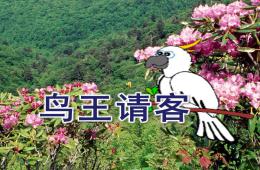 中班語言公開課鳥王請客PPT課件