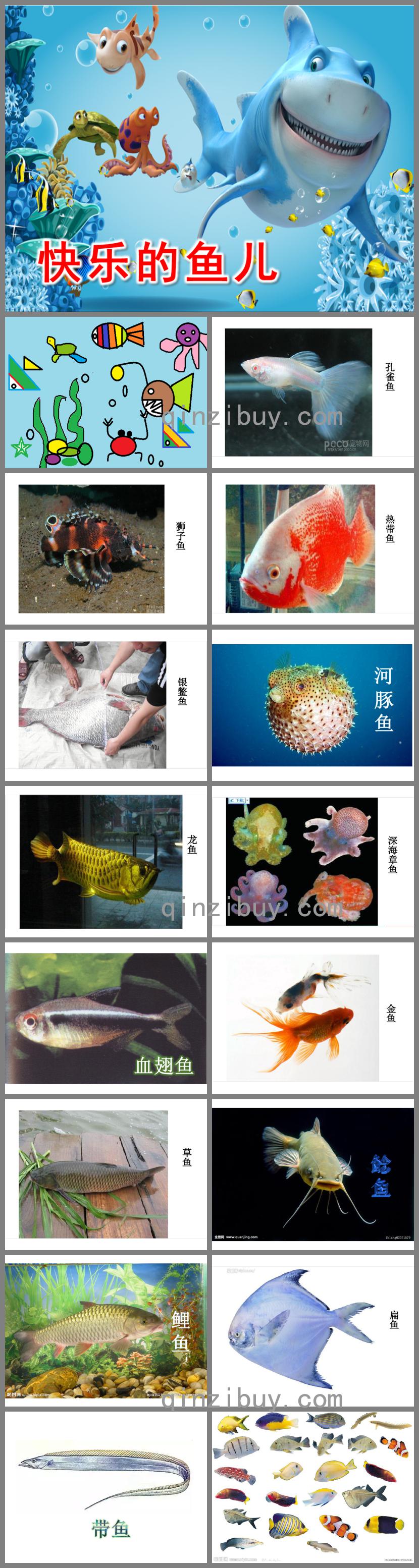 幼兒園科學快樂的魚兒PPT課件