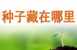 大班科學(xué)活動(dòng)課種子藏在哪里PPT課件
