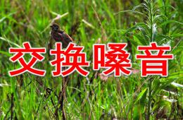 小班故事交換嗓音PPT課件