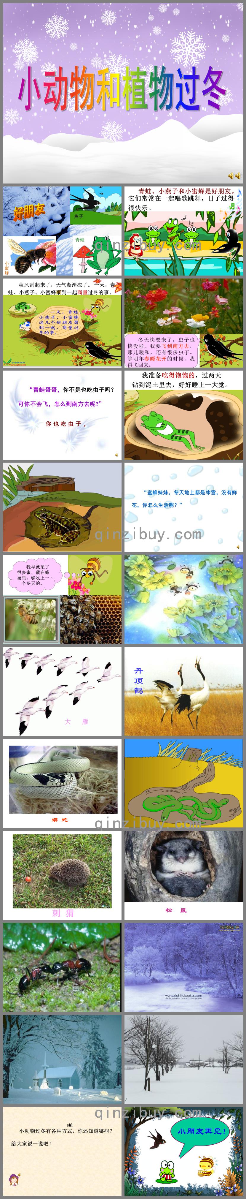 大班科學(xué)活動(dòng)小動(dòng)物和植物過(guò)冬PPT課件配音