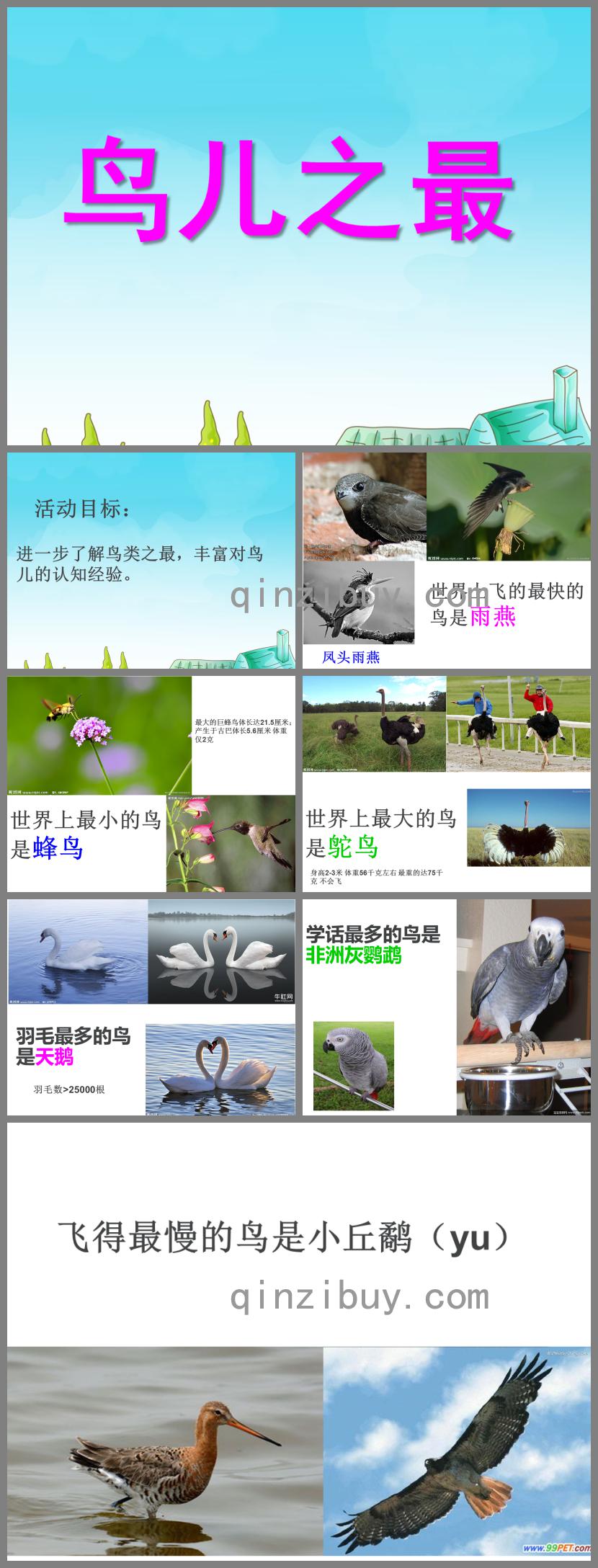 幼兒園科學鳥兒之最PPT課件的