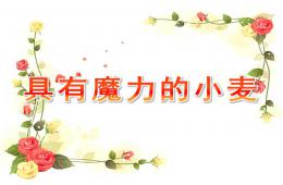 大班語言具有魔力的小麥PPT課件