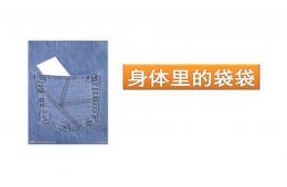 中班科學身體里的袋袋PPT課件