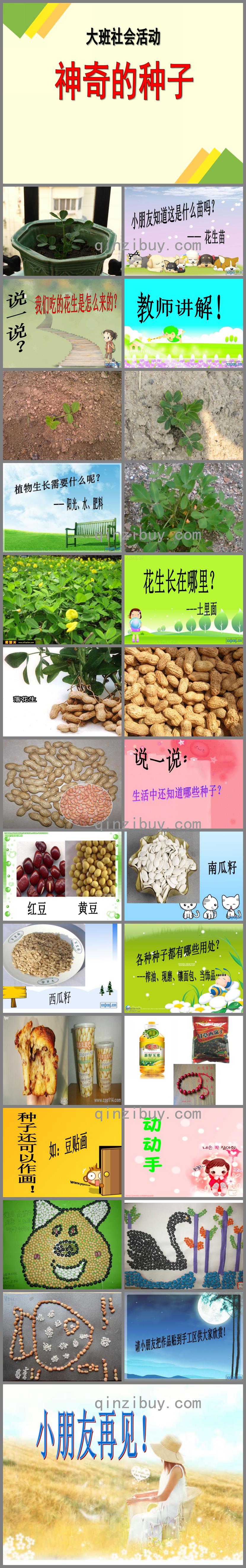 大班社會活動神奇的種子PPT課件
