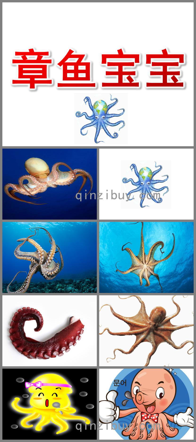 大班美術章魚寶寶PPT課件