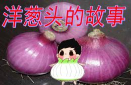 大班社會洋蔥頭的故事PPT課件