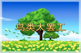 中班社會鳥類大罷工PPT課件
