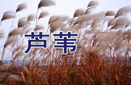 大班音樂蘆葦PPT課件