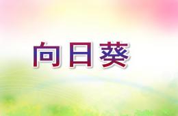 中班美術欣賞活動向日葵PPT課件