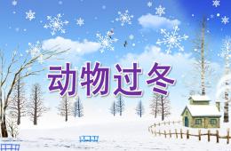大班科學動物過冬PPT課件