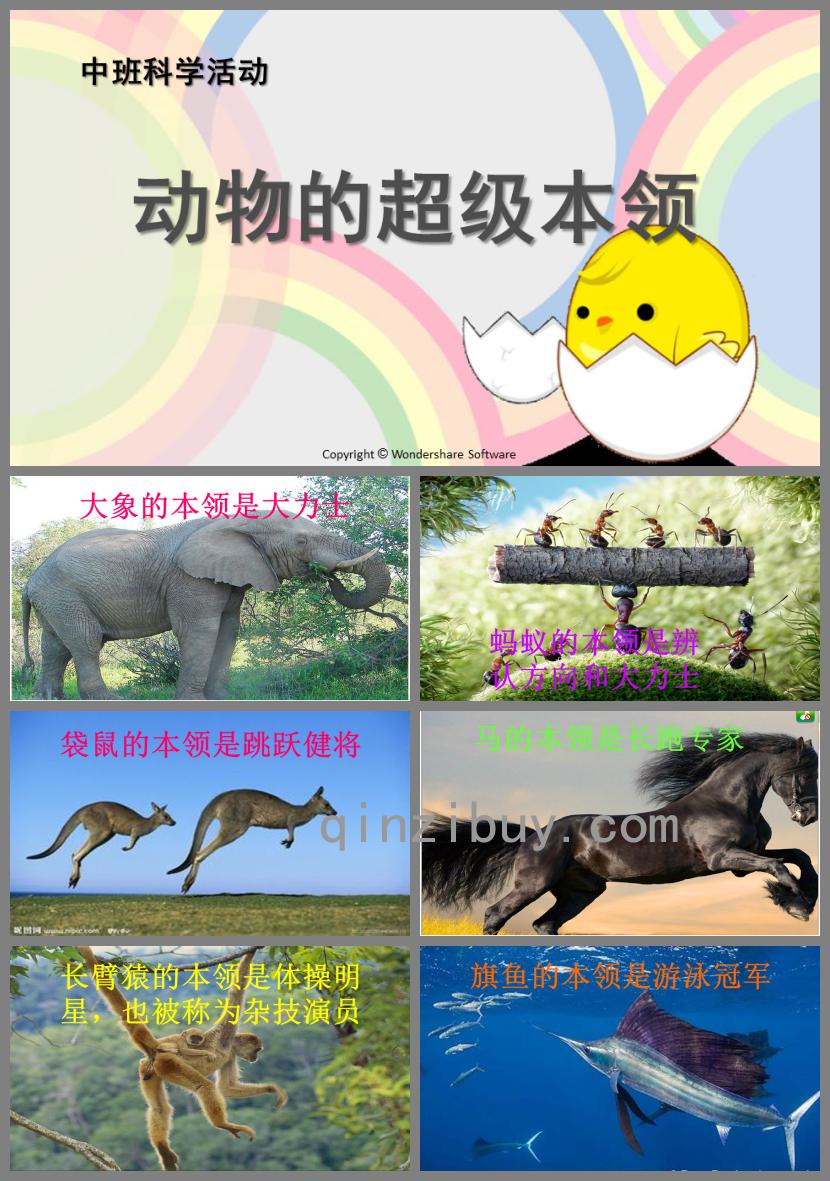 中班科學活動動物的超極本領PPT課件