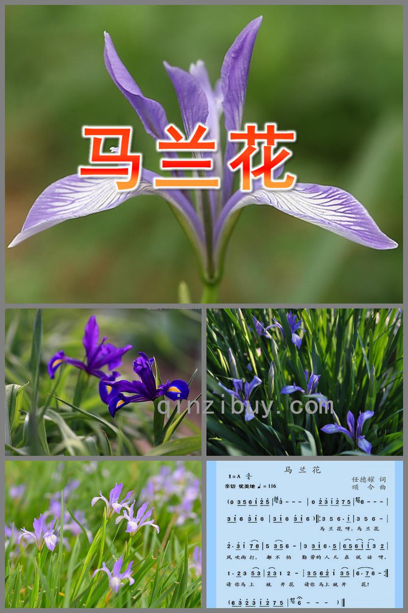 小班音樂馬蘭花PPT課件歌曲
