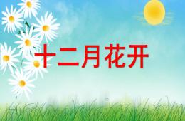 大班十二月花開PPT課件