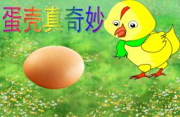 大班科學活動蛋殼真奇妙PPT課件音樂