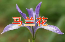 小班音樂(lè)馬蘭花PPT課件歌曲